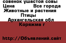 совенок ушастой совы › Цена ­ 5 000 - Все города Животные и растения » Птицы   . Архангельская обл.,Коряжма г.